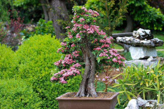 Cuidar bonsáis con Homeopatía 1 Cuida tus bonsáis con Homeopatía.