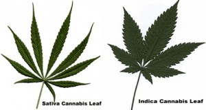 Cannabis Sativa vs Indica