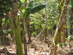 Cafetal orgánico situado en San Isidro de San Ramón, a una altitud de unos 1.250m.