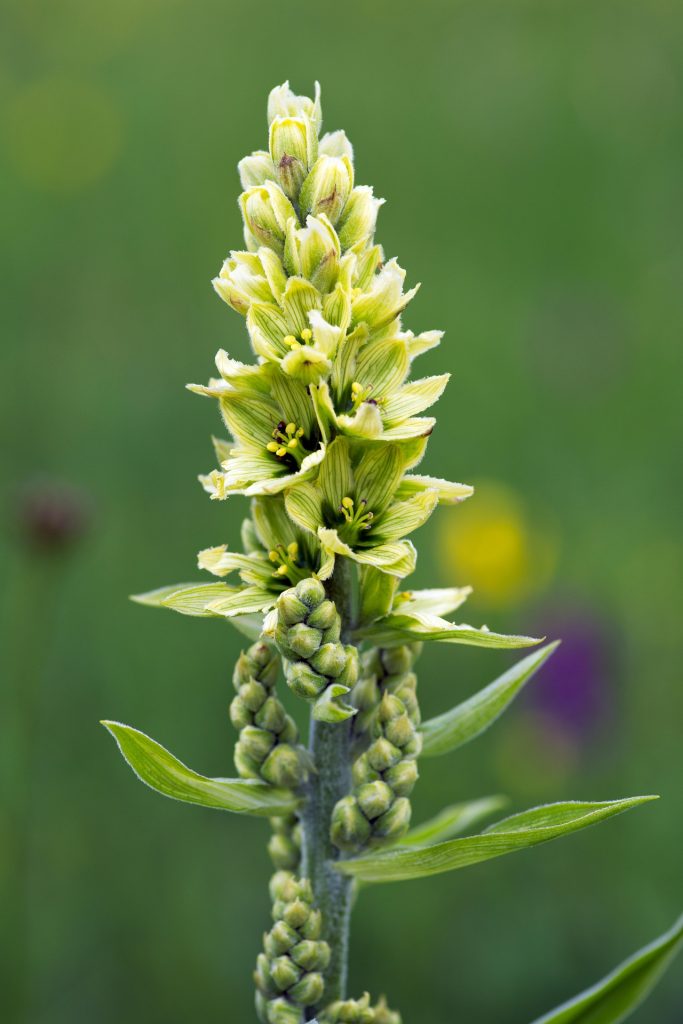 Veratrum Album se obtiene de la planta con el mismo nombre.