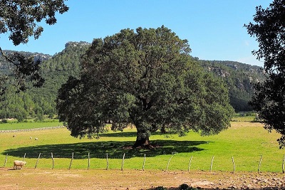 Camphora del árbol alcanfor
