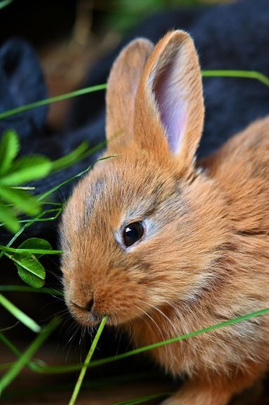 Botiquín para cuidar tus conejos con Homeopatía 5 Homeopatía para los conejos