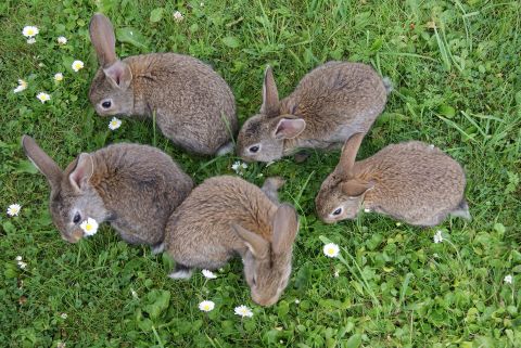 Botiquín para cuidar tus conejos con Homeopatía 3 Homeopatía para los conejos