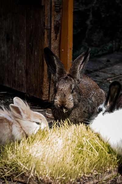 Botiquín para cuidar tus conejos con Homeopatía 7 conejo 10