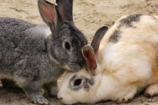 Botiquín para cuidar tus conejos con Homeopatía 6 conejo 11